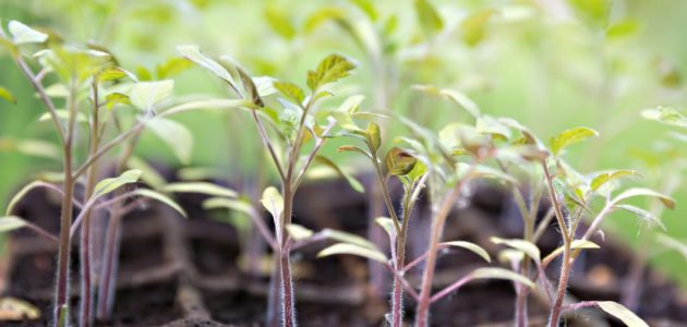 seedlings-of-tomatoes-p7cak34-1024x808-630x300-1 البوليتر - Polyter AGRI