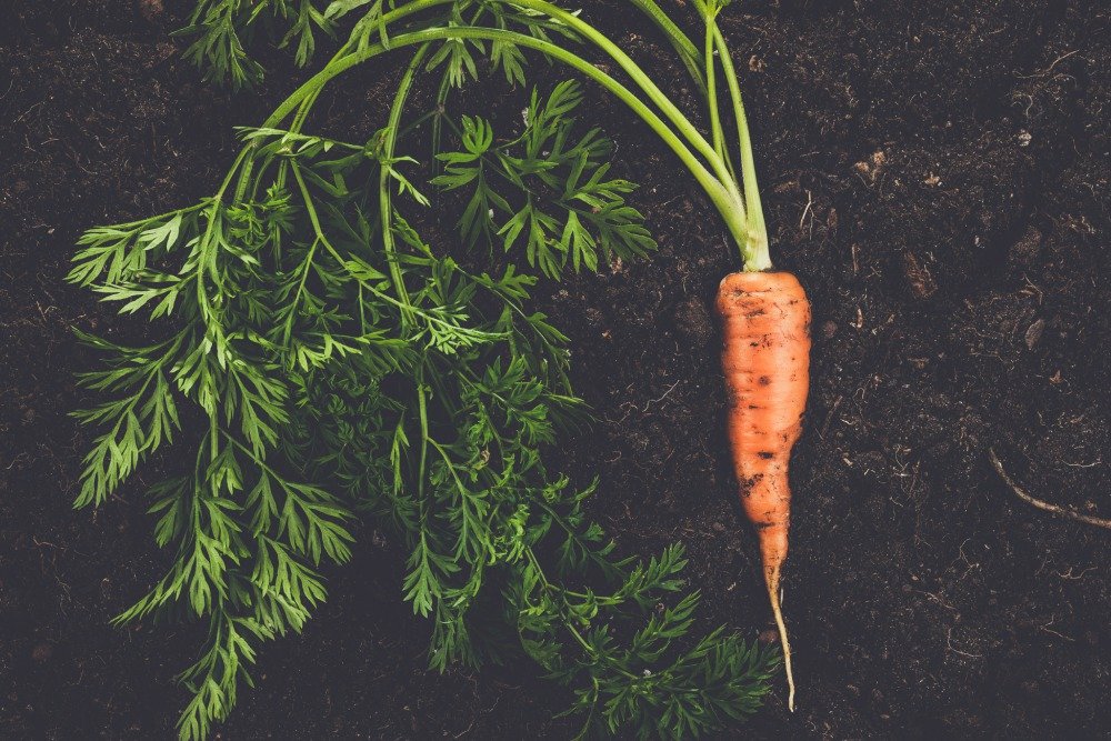 fresh-carrot-on-the-soil-background-PSKQFQG البوليتر - البوليتر
