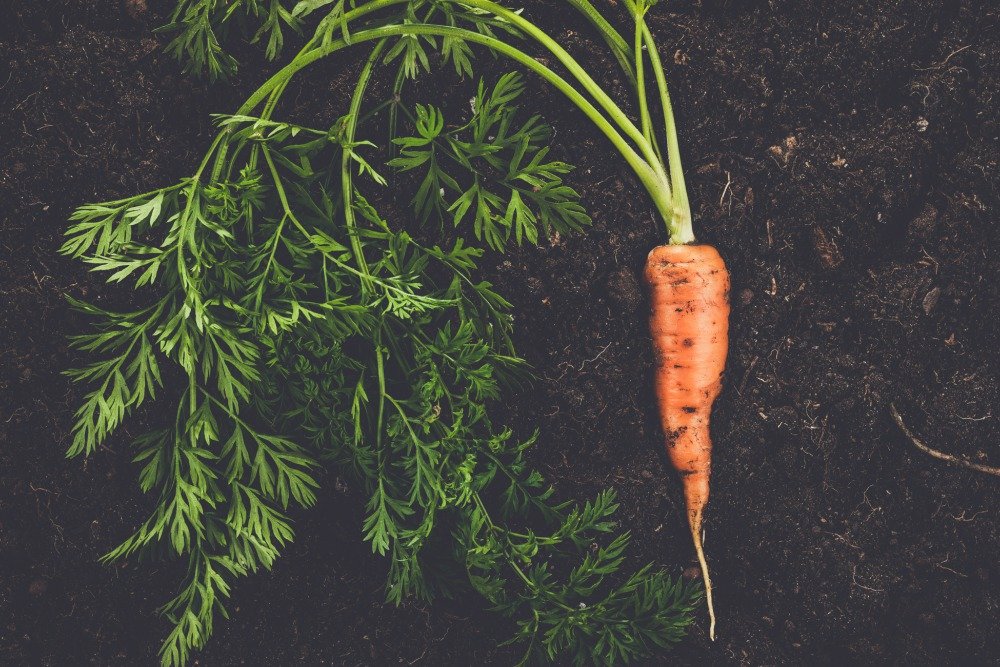 fresh-carrot-on-the-soil-background-PSKQFQG خطأ: 404 لم يتم العثور على المقال