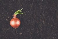 fresh-sprouts-of-green-onions-PW2WL8G-e1549620303208 خطأ: 404 لم يتم العثور على المقال