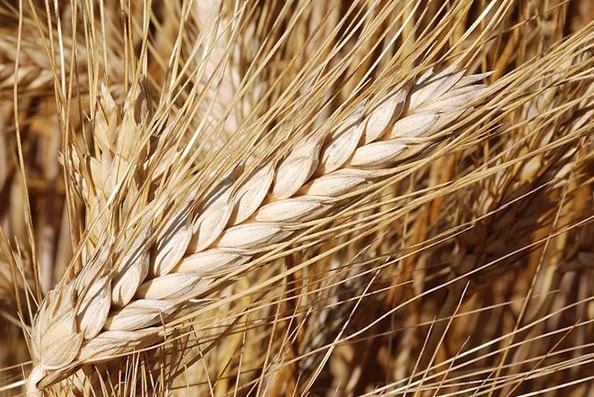 durum-polyter البوليتر - البوليتر