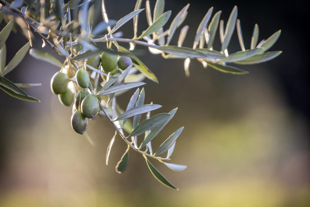 olivier-polyter POLYTER ®  -  Olive – Viticulture