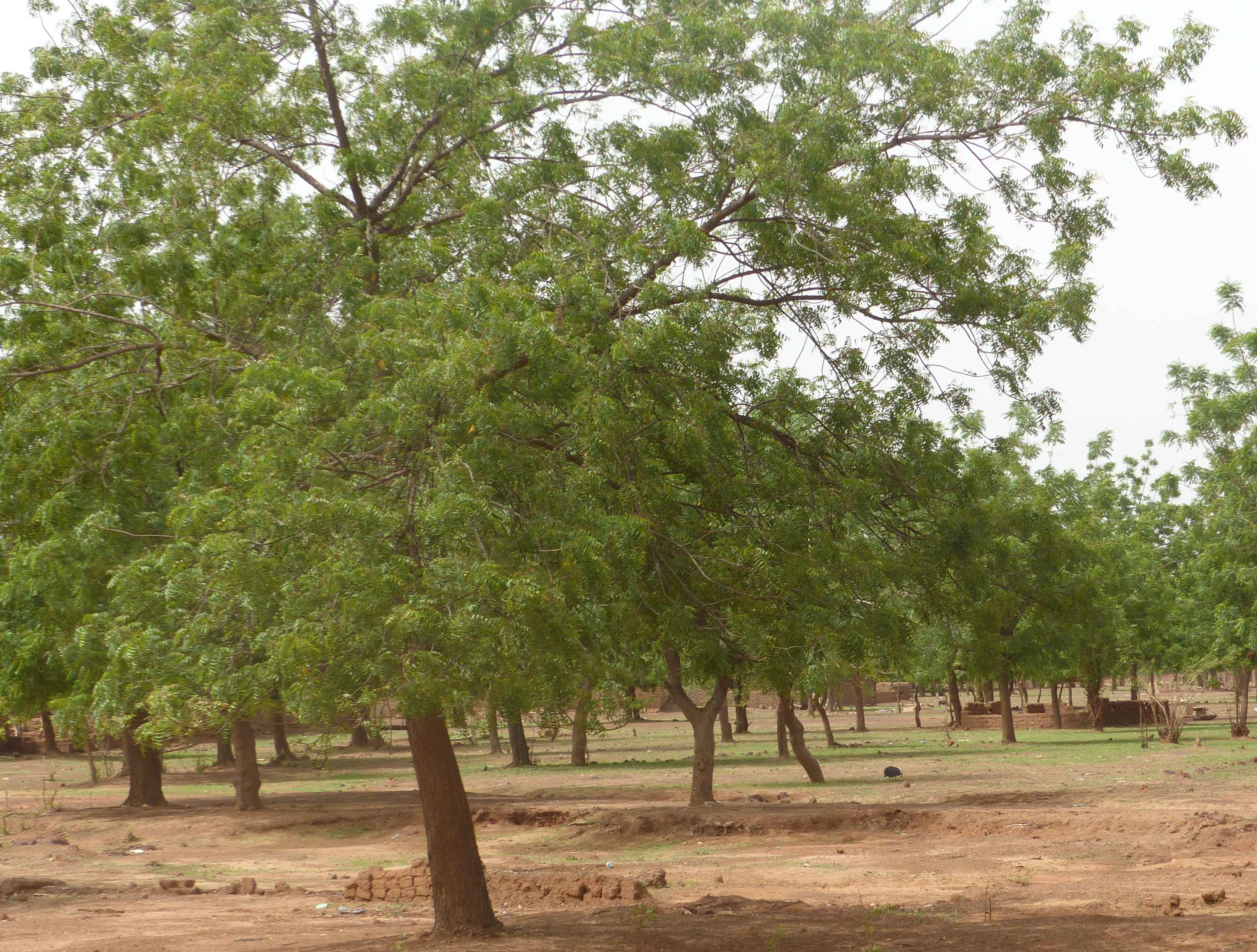 reforestation-burkina-polyter POLYTER ®  - Reforestation 