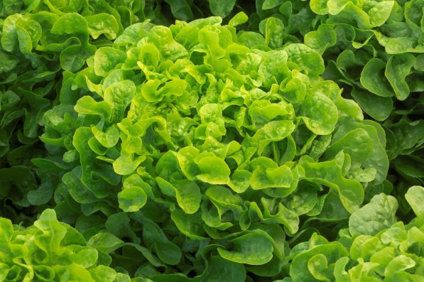 salad-polyter POLYTER ®  - Jardines