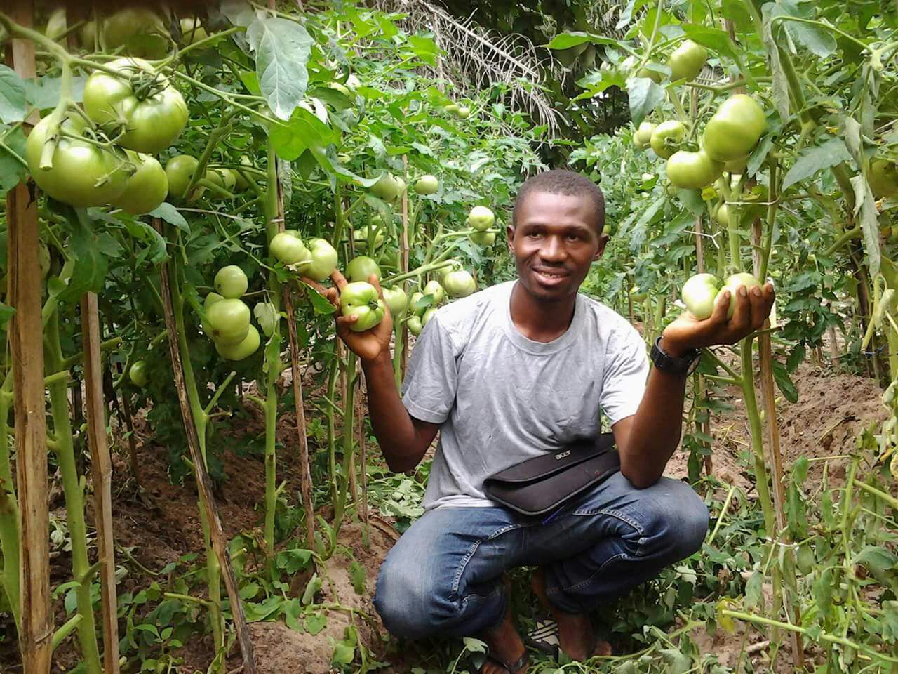 tomates-polyter POLYTER ®  - Gardens