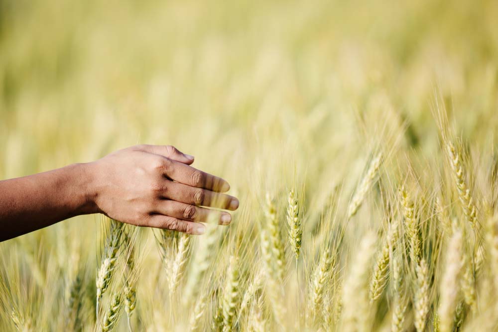 polyterWheat البوليتر - LE POLYTER – UNE INVENTION POUR FAIRE REVERDIR LES DÉSERTS