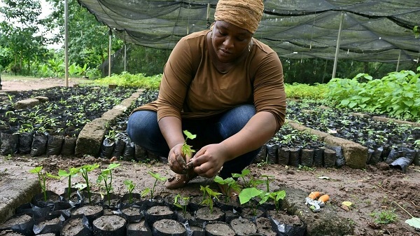 muraille-verte-garde-manger POLYTER ®  - Un antidote pour l’agriculture et la reforestation, face au dérèglement climatique